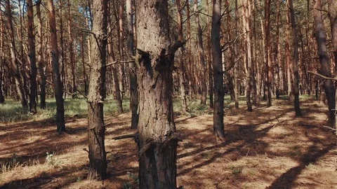 Aerial view trees forest sun flare light nature plants Stock Footage 112306963