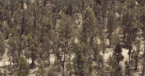 AERIAL VIEW OF TREES IN A FOREST TREES WITH MOUNTAINS IN THE BACK 4K Stock Footage 101244247
