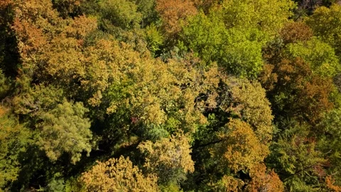 Aerial view of trees in a forest with various shades of green showing the shift Stock Footage 346631007