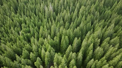 Aerial view of trees. Green forest in Romania Carpathian Mountains. Stockbeeldmateriaal 219618595