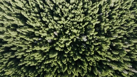 Aerial view of trees. Green forest in Romania Carpathian Mountains. Stockbeeldmateriaal 219618768