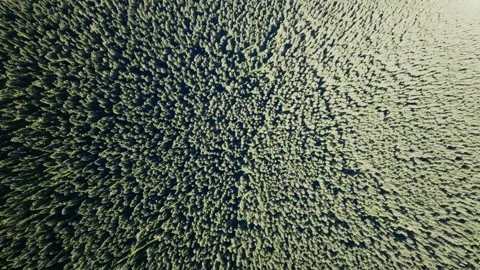 Aerial view of trees. Green forest in Romania Carpathian Mountains. Video stock 219618844