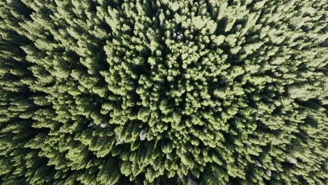 Aerial view of trees. Green forest in Romania Carpathian Mountains. Video stock 219618931