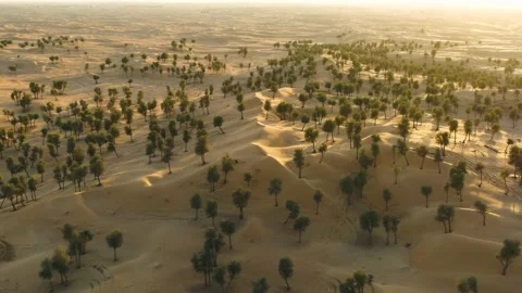 Aerial view of trees growing on the middle of desert, U.A.E. Stock Footage 131085181