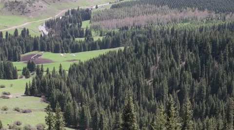 Aerial view of trees on hill in rows Stock-Footage 63611701