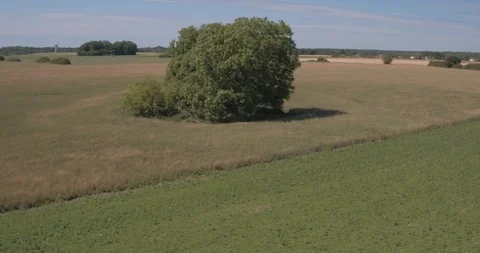 Aerial view of trees in the middle of a green prairie, Tackasen, Sweden Stock Footage 100032213