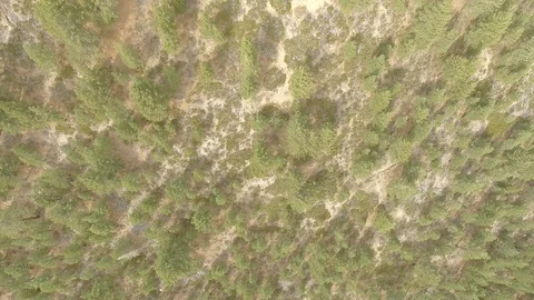 Aerial view of trees in mountain in Mammoth Lakes, California Stock Footage 97652496