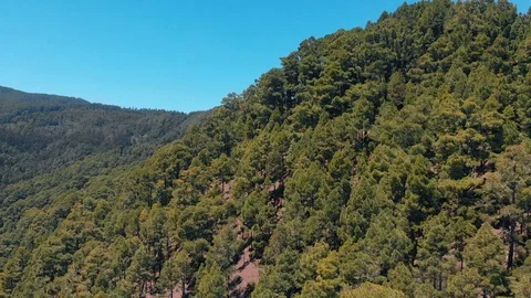 Aerial view of trees on the mountain - spruce, pine and other evergreen Stock Footage 110895076