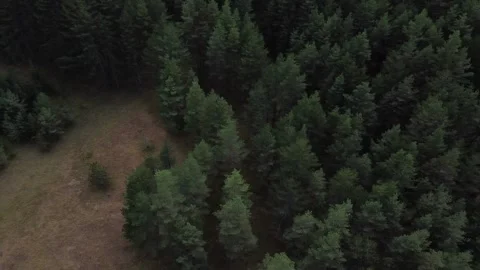 Aerial View of trees in the mountains Stock Footage 289221995