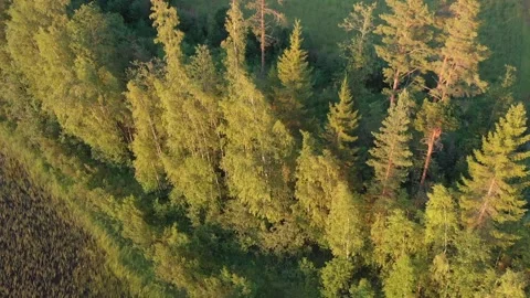 Aerial view of trees on sunset Stock Footage