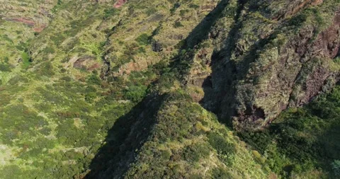 Aerial view trees top view. early summer in forest, maritime pines in the 動画素材 158201696