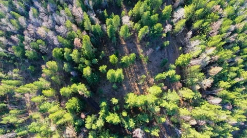 Aerial view of treetops. Camera moves forward over the forest. Siberia Video stock 90379363