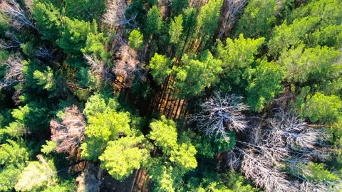 Aerial view of treetops. Camera moves forward over the forest. Siberia Stock Footage 90381396