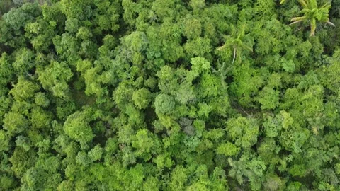 Aerial view of the treetops Video stock 234224651