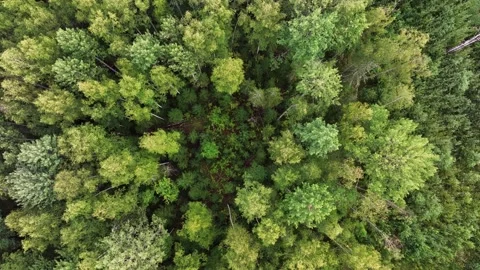 Aerial view. The treetops of a mixed forest.  動画素材 233886950