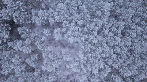 Aerial View Treetops in Snow and Ice on Gorgeous Winter Day at Alaska. Flyi.. Stockbeeldmateriaal 343574380