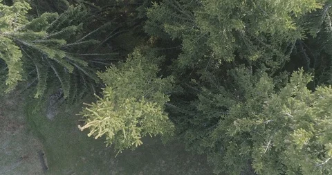 An aerial view of treetops of spruce trees in a Finnish forest 库存影片 118756194
