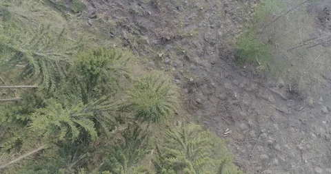 An aerial view of treetops of spruce trees in a Finnish forest 库存影片 118756444