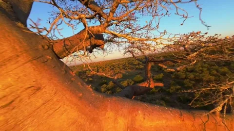 Aerial view of treetops, while sunlight streams through majestic baobab trees Video stock 308414508