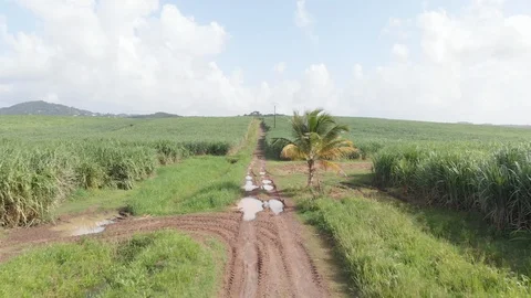 Aerial view of trench path in cane field with coconut palm tree. Stock Footage 116189305