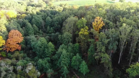 Aerial view of Troncais forest and lake in autumn foliage, Allier, France Stock Footage 341884665