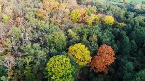Aerial view of Troncais forest and lake in autumn foliage, Allier, France Stock Footage 341884760