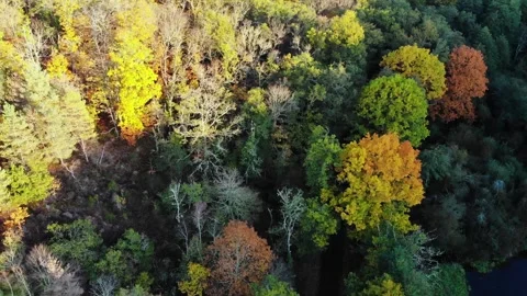 Aerial view of Troncais forest and lake in autumn foliage, Allier, France Stock Footage 341884793