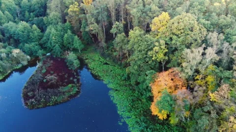 Aerial view of Troncais forest and lake in autumn foliage, Allier, France Stock Footage 341884803