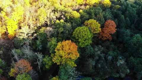 Aerial view of Troncais forest and lake in autumn foliage, Allier, France Stock Footage 341884813