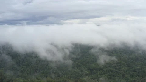 Aerial view of tropical forest in the Amazon of Ecuador Vidéo 146756097