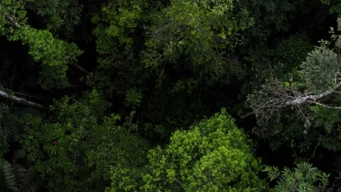 Aerial view of tropical forest in the Amazon of Ecuador Stock Footage 151280463