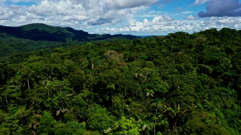 Aerial view of a tropical forest; blue and green nature backround of the amazon Видео 336864741
