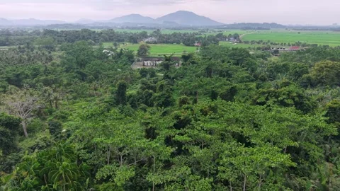 Aerial view of tropical forest canopy and rice fields Stock-Footage 337716699