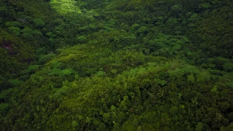 Aerial view tropical forest Stock Footage 74623397