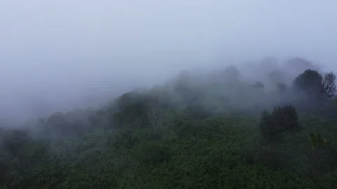 Aerial view of tropical forest with mist in the morning.  Vídeos de archivo 222491067