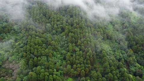 Aerial view of tropical forest with mist in the morning. Vídeos de archivo 222491522