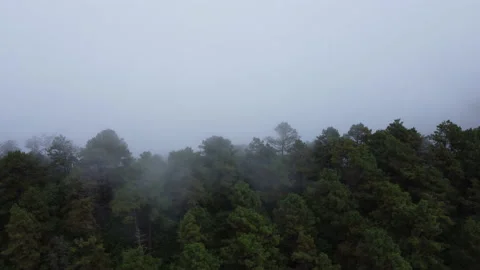 Aerial view of tropical forest with mist in the morning.  動画素材 222493520
