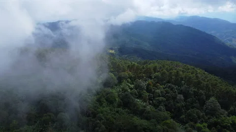 Aerial view of tropical forest with mist in the morning.  動画素材 222498459