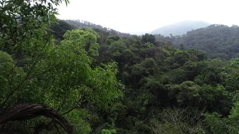 Aerial view of tropical forest in spring Stock Footage 150003633