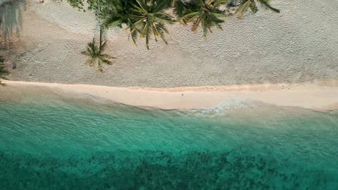 Aerial view tropical green tree forest white sand beach palm tree Stock Footage 236740909
