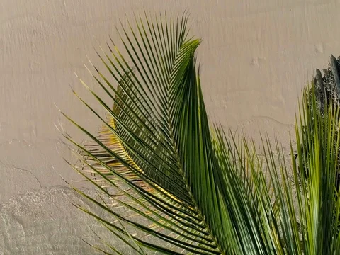 Aerial view of tropical island beach. Coconut palm tree on washing sea waves Stock Footage