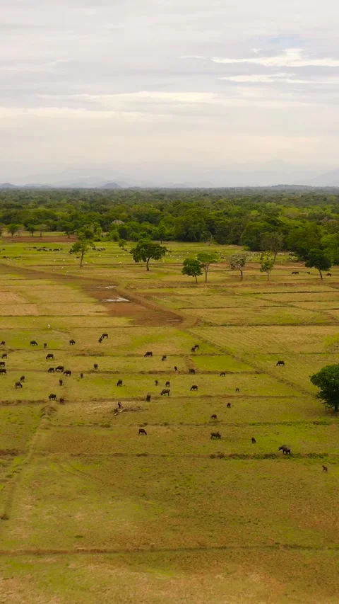 Aerial view of Tropical landscape in Sri Lanka. Stock Footage 252185594