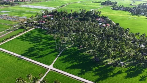 Aerial View of Tropical Paddy Fields and Village Settlement Video stock 332088449