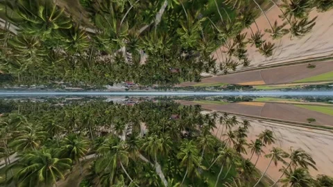 Aerial view of tropical palm tree landscape with rural road and buildings Vidéo 345399516