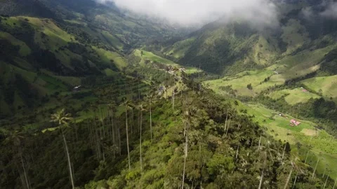 Aerial view of tropical rain forest in Valle del Cocora, Colombia Stock Footage 236968947