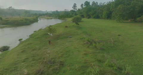 Aerial view tropical rain forest morning sunrise with fog rural village Stock Footage 260384745