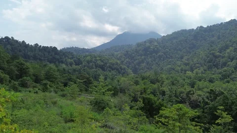 Aerial view of tropical rainforest Stock Footage 250461966