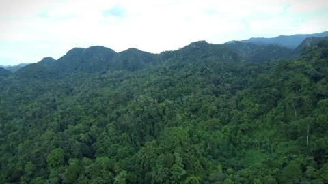 Aerial View of Tropical Rainforest Stock Footage 256466707