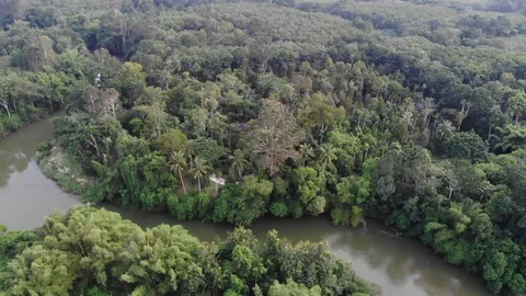 Aerial view tropical rainforest river canal with morning sun rise Stock Footage 117190294