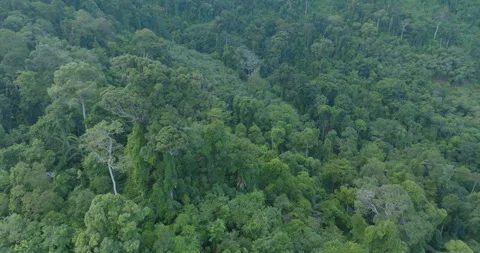 Aerial view tropical rainforest tree plant pattern on mountaib movement video Stock-Footage 282008664